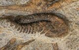 Fossil Brittle Star, Trilobite & Crinoid Plate #40478-6